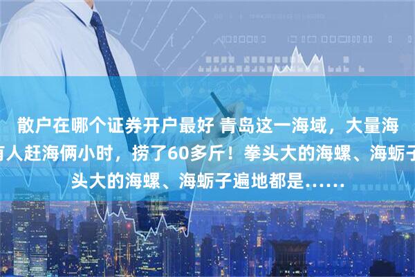 散户在哪个证券开户最好 青岛这一海域，大量海鲜被冲上岸！有人赶海俩小时，捞了60多斤！拳头大的海螺、海蛎子遍地都是……